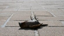 A View Of A Dead Bird Laying On The Ground Facing Up In Hong Kong.