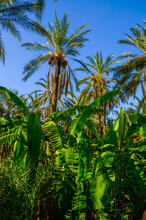 Date And Banana Palms In Jungles In Tamerza Oasis, Sahara Desert, Tunisia, Africa, HDR
