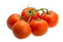 Tomatoes On The Branch