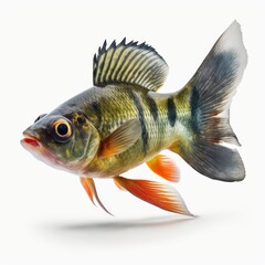 Wall Mural - Detailed illustration of a freshwater perch fish jumping out of a lake isolated on a white background, generative ai