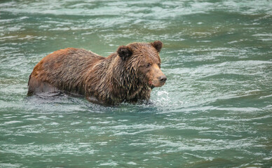brown bear (ursus arctos) hunting for salmon in a river in eastern alaska