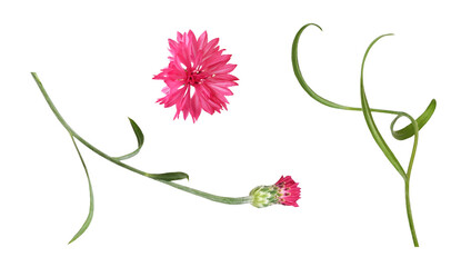 Wall Mural - set of red knapweed flower, leaves and bud isolated on white or transparent background
