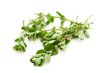 Wall Mural - sweet marjoram leaves isolated on white background. fresh sweet marjoram leaves isolated on white background. sweet marjoram leaves            