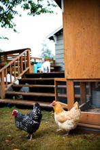 A Backyard Chicken Coop In Austin, Texas. Backyard Coops Are Growing In Popularity Throughout The Country As People Are Wanting To Source Their Food Locally.