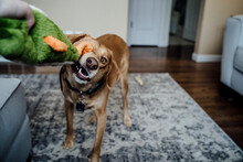 Medium Brown Dog Biting Toy Playing Tug Of War With Owner