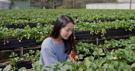 Wall Mural - Woman visit Tourist Dahu Strawberry field farm in Miaoli of Taiwan