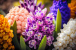 photo Large flower bed with multi-colored hyacinths, traditional easter flowers, flower background, easter spring background made with Generative AI