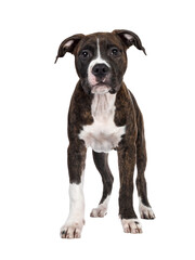 Young brindle with white American Staffordshire Terrier dog, standing facing front, looking at camera with dark eyes and floppy ears. Isolated cutout on transparent background.