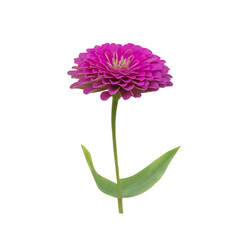 Wall Mural -  Pink zinnia Beautiful on transparent background