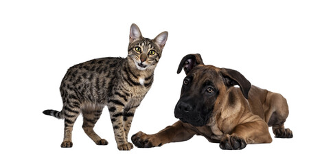 Wall Mural - Savannah F7 cat and Boerboel malinois cross breed dog, playing together. Cat standing with funny expression looking to camera, dog laying down. Isolated cutout on transparent background.