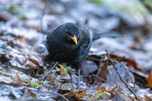 Blackbird On The Ground