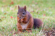 © DigitAlan - Eurasian red squirrel (Sciurus vulgaris)