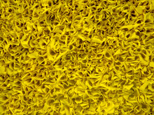 Bright Yellow Blossoming Flowers Wall Texture Flat