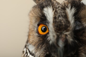 Sticker - Beautiful eagle owl on beige background, closeup. Predatory bird