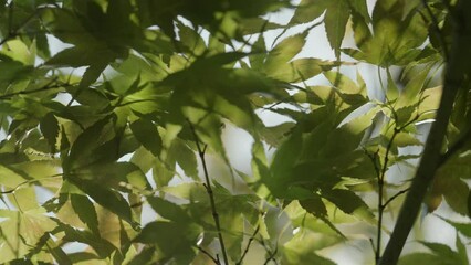 Wall Mural - Slow motion maple leaves with sun leaks