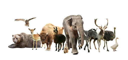 Group of different wild animals on white background, collage