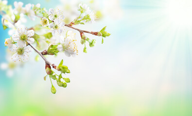 Wall Mural - Beautiful Spring blossom in sunny day. Cherry tree with white flowers and sunlight in blue sky.