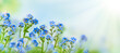 Spring or summer flowers landscape. Blue flowers of Myosotis or forget-me-not flower on sunny blurred background.