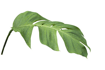 Philodendron leaves in the rainforest with raindrops all over the leaves