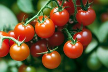 Close Up Of Clusters Of Organically Homegrown Cherry Tomatoes At Various Stages Of Ripening Growing In A Container In A Kitchen Garden. Generative AI