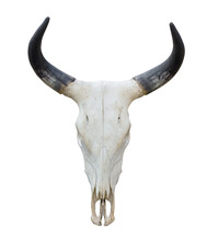 Buffalo Skull In Black And White Free Stock Photo - Public Domain Pictures