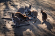 A group of a red-necked wallaby (Bennett's wallaby, Macropus rufogriseus) australian kangaroos. 