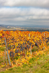 Canvas Print - Blue grapes variety Zweigeltrebe, Lower Austria, Austria