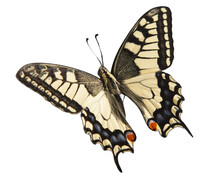 Machaon Butterfly With Open Wings In, Top View, Isolated On Transperent Background