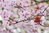 Beautiful spring pink flowers, blooming tree. Piękne wiosenne drzewo kwitnące na różowo, różowe kwiaty.