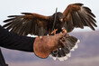 red tailed hawk falconry