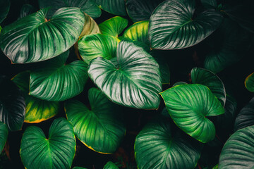 Wall Mural - A background with an abstract design and a close-up texture of green leaves., tropical leaf and Nature concept.