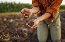 Expert Hand Of Farmer Woman  Checking Soil Health Before Growth A Seed Of Vegetable Or Plant Seedling. Agriculture, Gardening Or Ecology Concept.