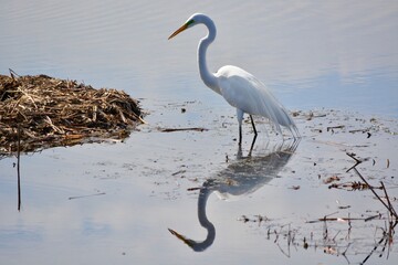 Wall Mural - Egret