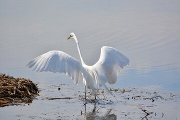 Wall Mural - Egret