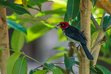 Wall Mural - Red-capped cardinal in the Amazon rainforest	
