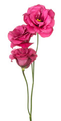 Wall Mural - eustoma flower isolated
