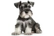 little schnauzer puppy, 3 months old, isolated on white Generative AI