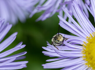 Wall Mural - A native leaf-cutter bee's face peeking out from lavender flower petals, with a soft green background