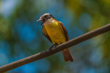 Wall Mural - Pitangus sulphuratus in the Amazon rainforest