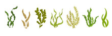 Set Of Various Cartoon Seaweeds. Vector Graphics.