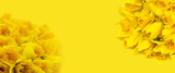 Fototapeta Kwiaty - Żółte kwiaty żonkile na żółtym tle, daffodils