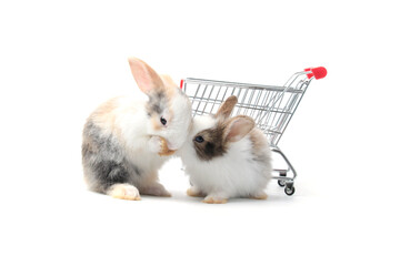 Two adorable fluffy rabbits with shopping cart on white background, going to buy organic vegetable agriculture goods at grocery shop market, lovely and cute bunny pet animal on sell concept