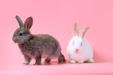 Wall Mural - Happy fluffy white and gray bunny rabbit on sweet pink background, portrait of lovely and cute bunny pet animal