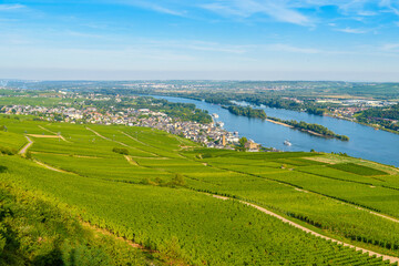 Wall Mural - Areial view on vineyards and river near Ruedesheim am Rhein Rhine, Rudesheim, UNESCO World Heritage Site, Rheingau-Taunus-Kreis, Darmstadt, Hessen, Germany