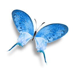 Wall Mural - Color watercolor butterfly , isolated on the white background