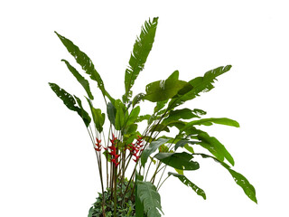 heliconia bihai, red palulu or garden plantain, whole plant with leaves and flowers cut and isolated