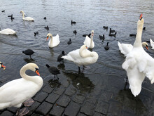 White Swans Standing With Black Ducks 