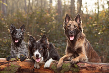 Group Of Three Dogs Standing On A Fallen Tree Log At Sunset In The Forest