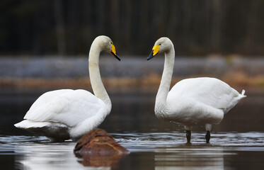 Wall Mural - Whooper swan (Cygnus cygnus) pair in the lake in spring.