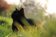Hintergrundbild mit schwarzer Katze 
